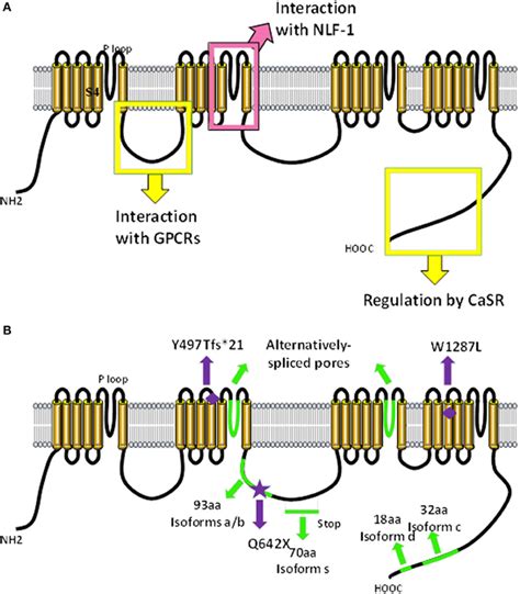 The sodium leak channel, NALCN, in health and disease 